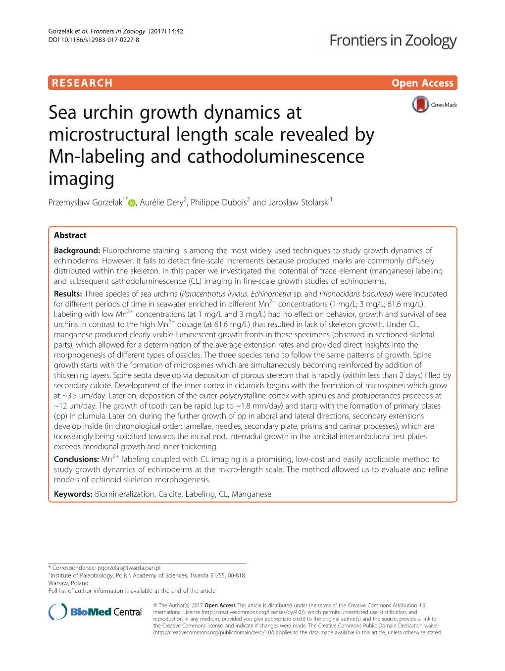 Sea Urchin Growth Dynamics at Microstructural Length Scale