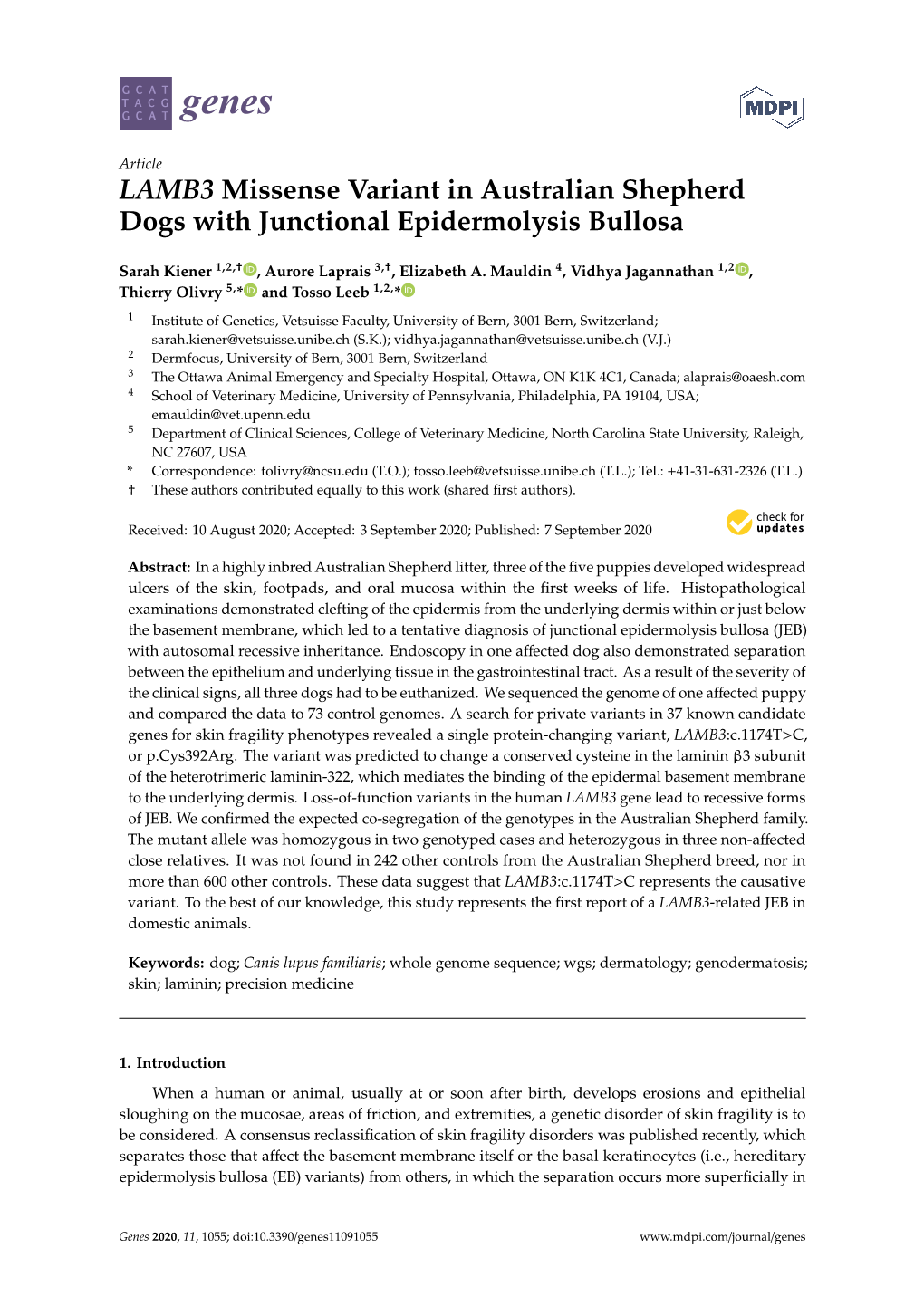 LAMB3 Missense Variant in Australian Shepherd Dogs with Junctional Epidermolysis Bullosa