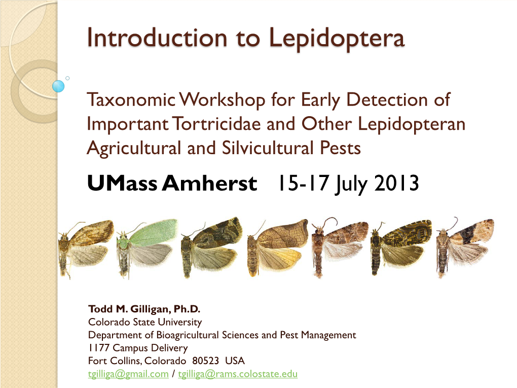 Introduction to Lepidoptera