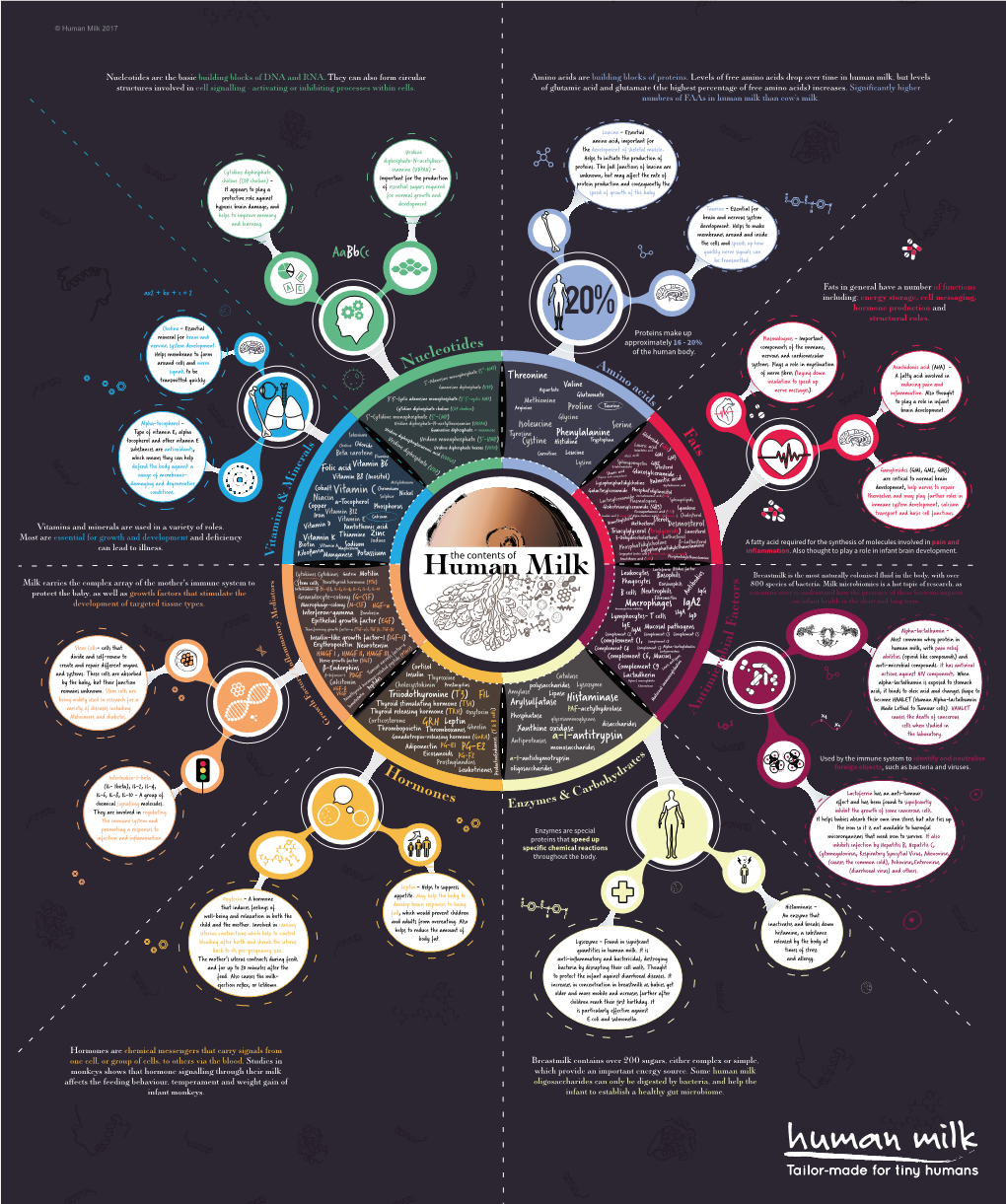 Human Milk Infographic