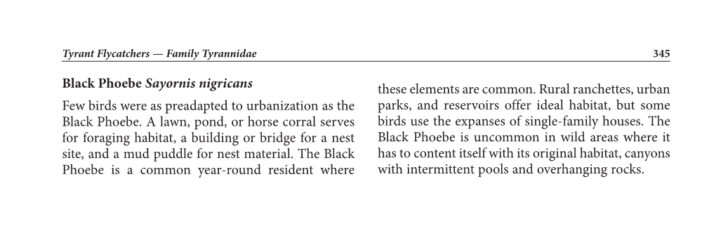 Black Phoebe Sayornis Nigricans Few Birds Were As Preadapted To