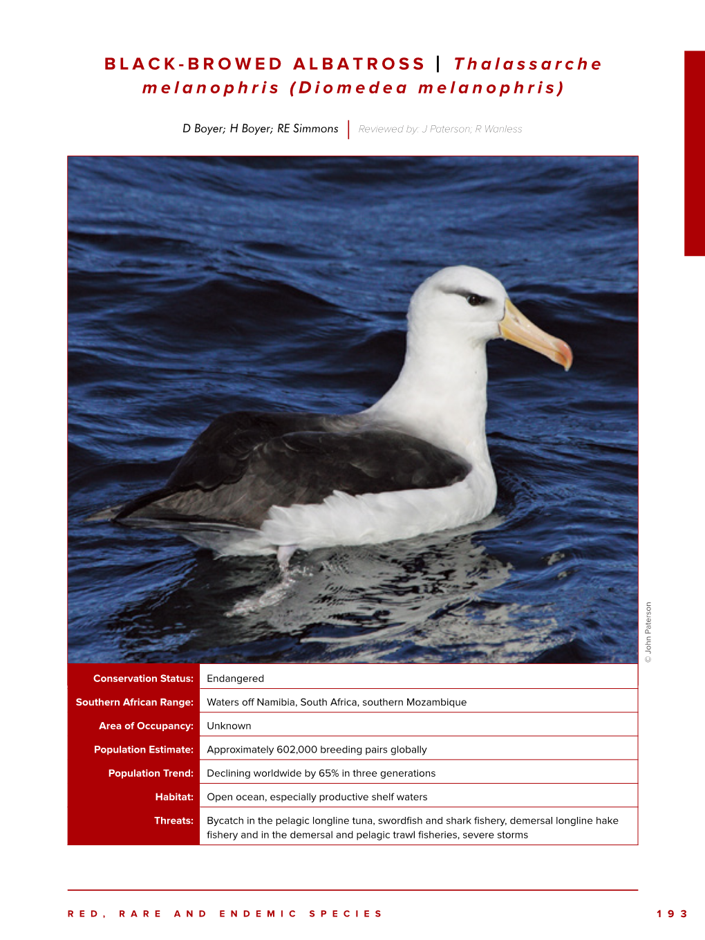 BLACK-BROWED ALBATROSS | Thalassarche Melanophris (Diomedea Melanophris)