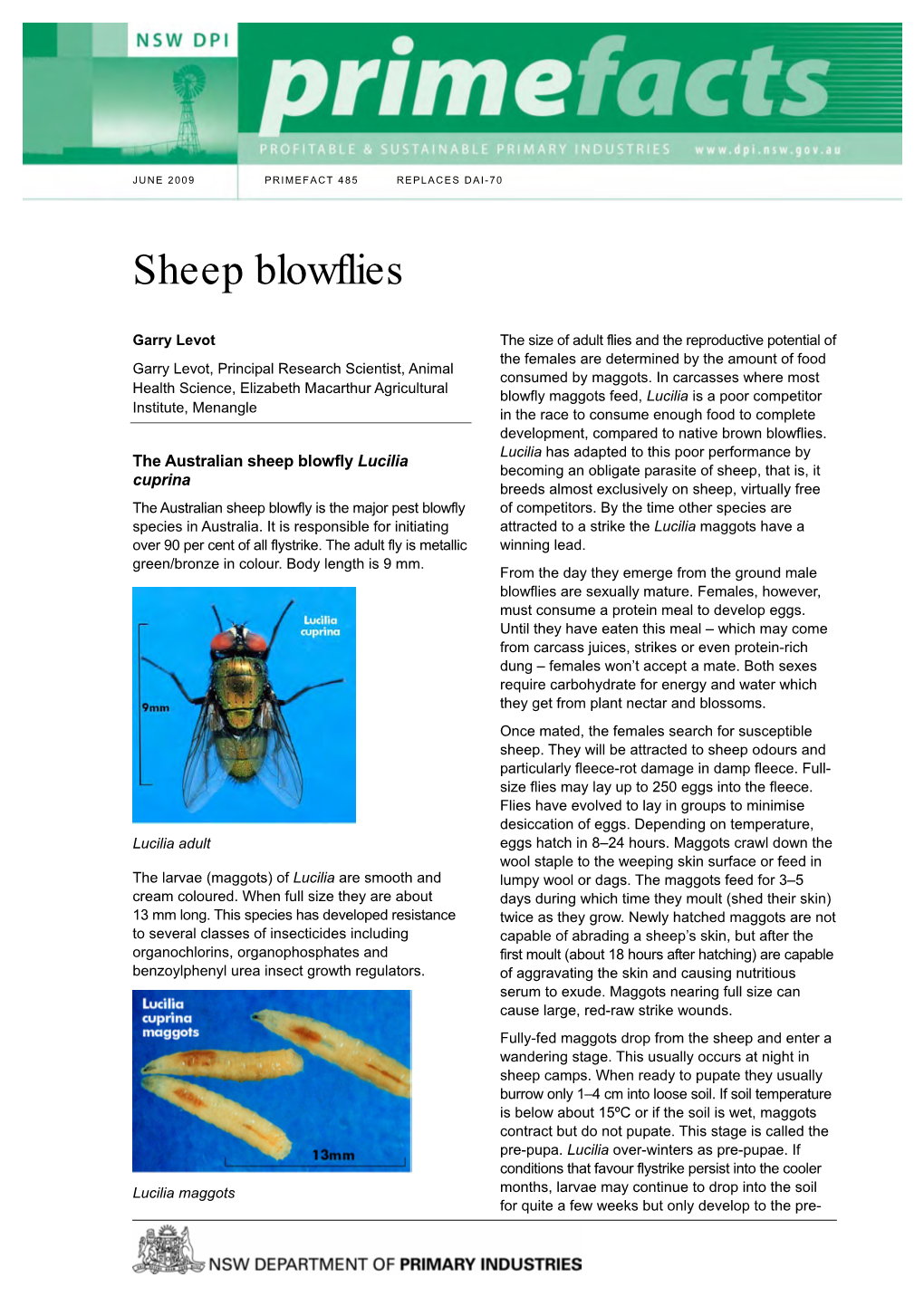 Sheep Blowflies