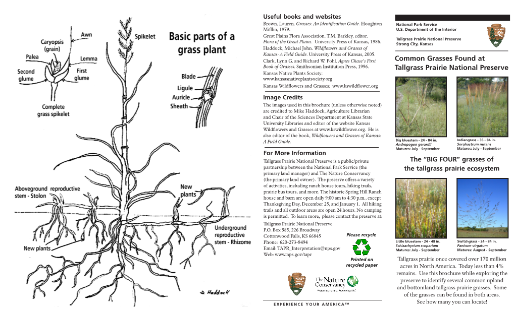 Common Tallgrass Prairie Grasses