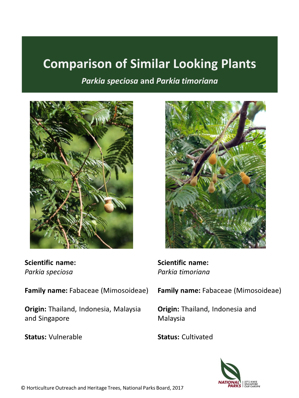 Comparison of Similar Looking Plants Parkia Speciosa and Parkia Timoriana