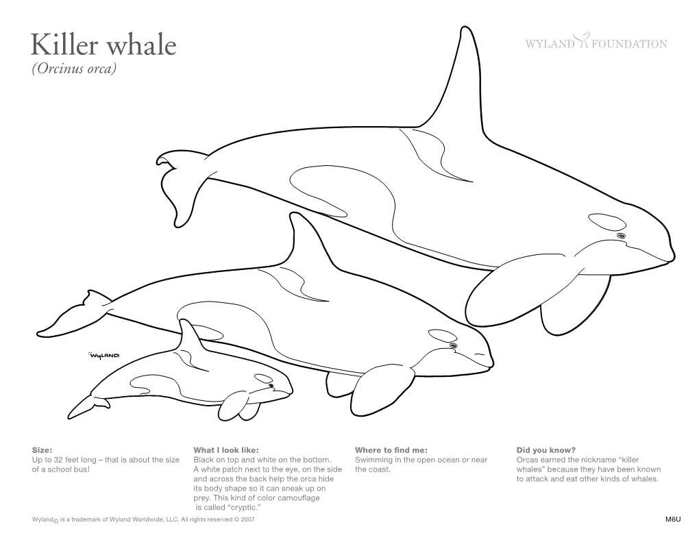 Killer Whale (Orcinus Orca)