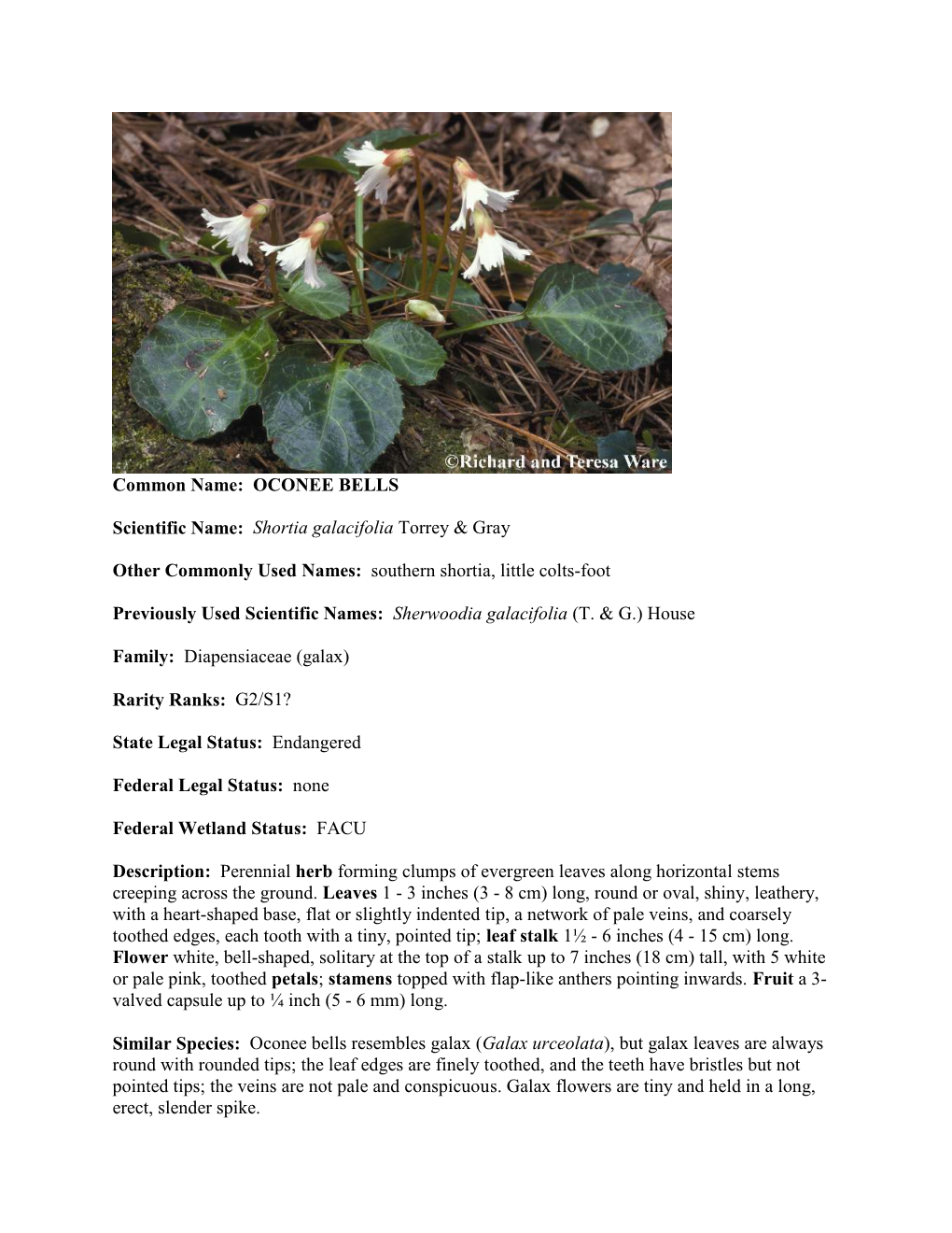 OCONEE BELLS Scientific Name: Shortia Galacifolia Torrey & Gray