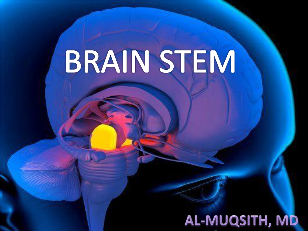 Brain Stem  Consists: - Medulla Oblongata - Pons - Midbrain (Mesencephalon)