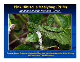 Pink Hibiscus Mealybug (PHM)