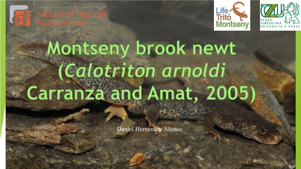 Calotriton Arnoldi Carranza and Amat, 2005 Class: Amphibia Order: Caudata Family: Salamandridae Genus: Calotriton
