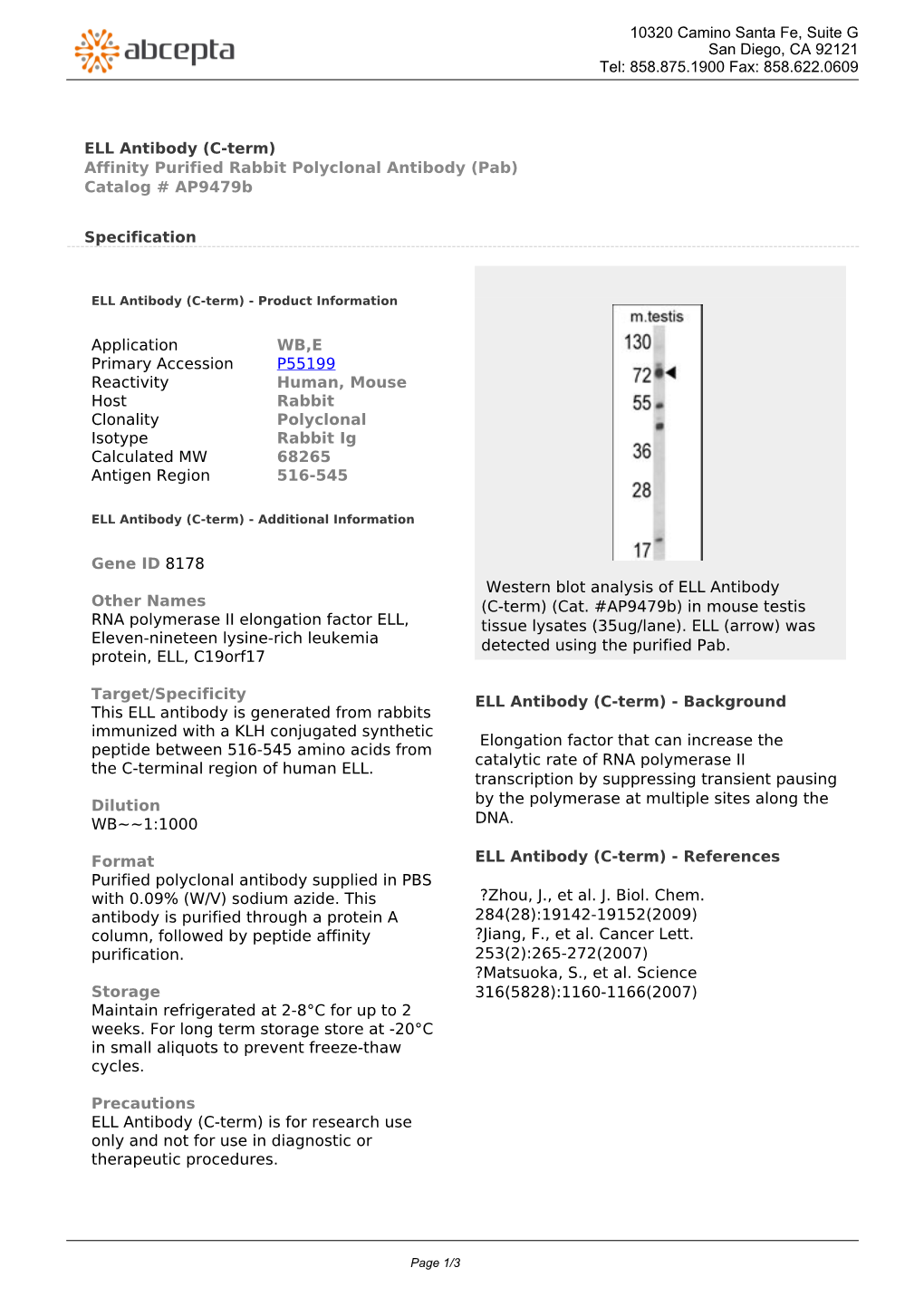 ELL Antibody (C-Term) Affinity Purified Rabbit Polyclonal Antibody (Pab) Catalog # Ap9479b