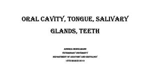 Oral Cavity, Tongue, Salivary Glands, Teeth