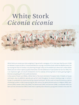 White Stork Ciconia Ciconia