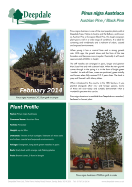 Pinus Nigra Austriaca (Austrian Pine / Black Pine)