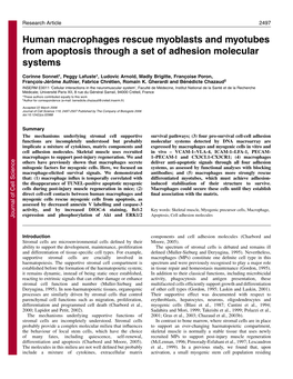 Human Macrophages Rescue Myoblasts and Myotubes from Apoptosis Through a Set of Adhesion Molecular Systems