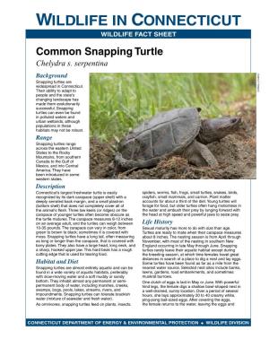 Common Snapping Turtle Fact Sheet