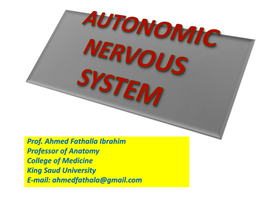 Sympathetic Nervous System