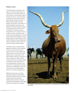 M'bororo Cattle the M'bororo Zebu Is Only Present in the Region on A