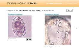 Parasites Found in Feces Internal Parasites of Dogs and Cats