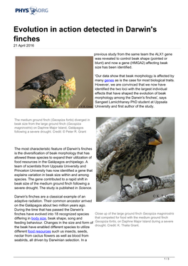 Evolution in Action Detected in Darwin's Finches 21 April 2016
