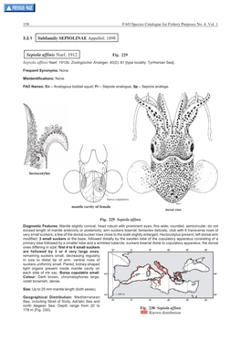 Sepiola Affinis Naef, 1912 Fig