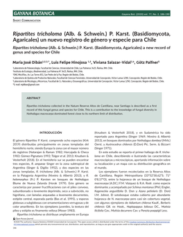 Ripartites Tricholoma (Alb