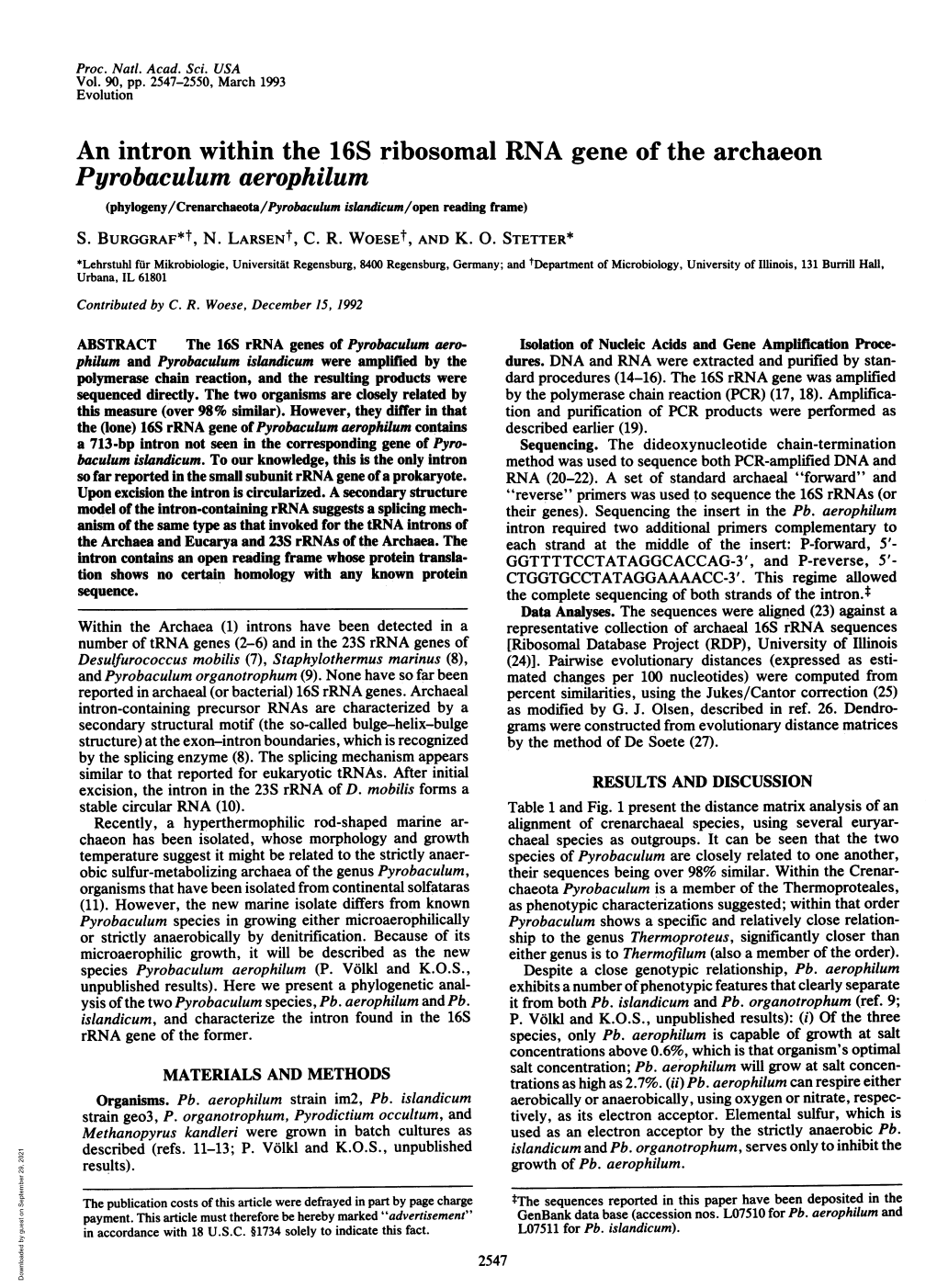 An Intron Within the 16S Ribosomal RNA Gene of the Archaeon Pyrobaculum Aerophilum (Phylogeny/Crenarchaeota/Pyrobaculum Islanicum/Open Reading Frame) S