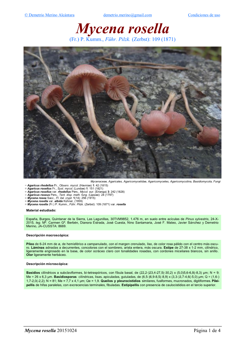 Mycena Rosella Var