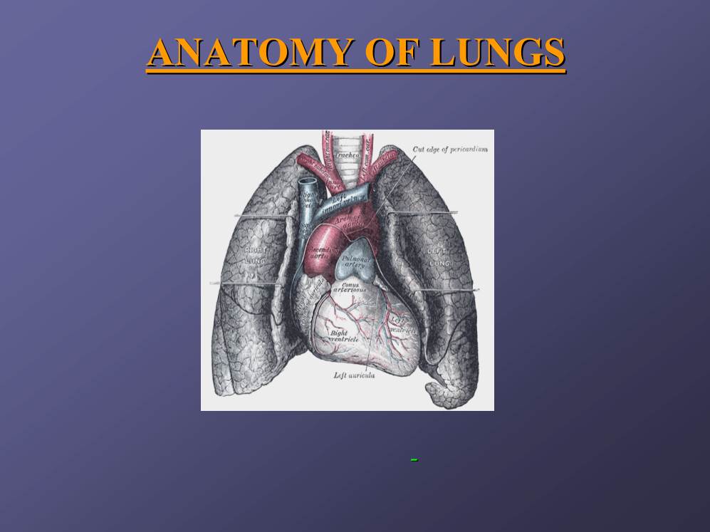 Anatomy of Lungs 6