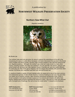 Northern Saw-Whet Owl