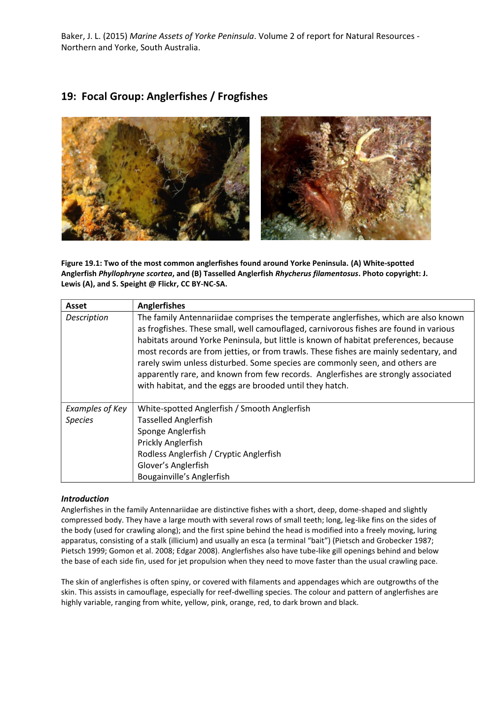 Focal Group: Anglerfishes / Frogfishes