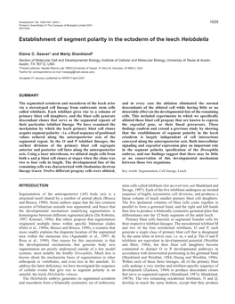 Segment Polarity in Leech 1631