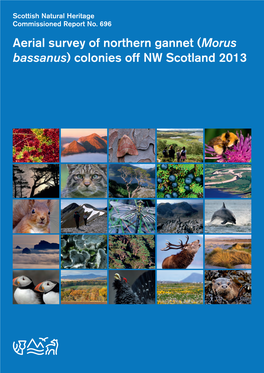 Aerial Survey of Northern Gannet (Morus Bassanus) Colonies Off NW Scotland 2013