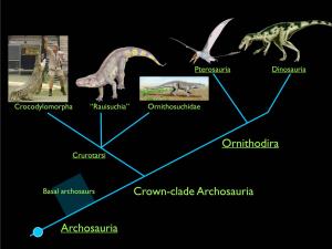 Archosauria Crown-Clade Archosauria Ornithodira