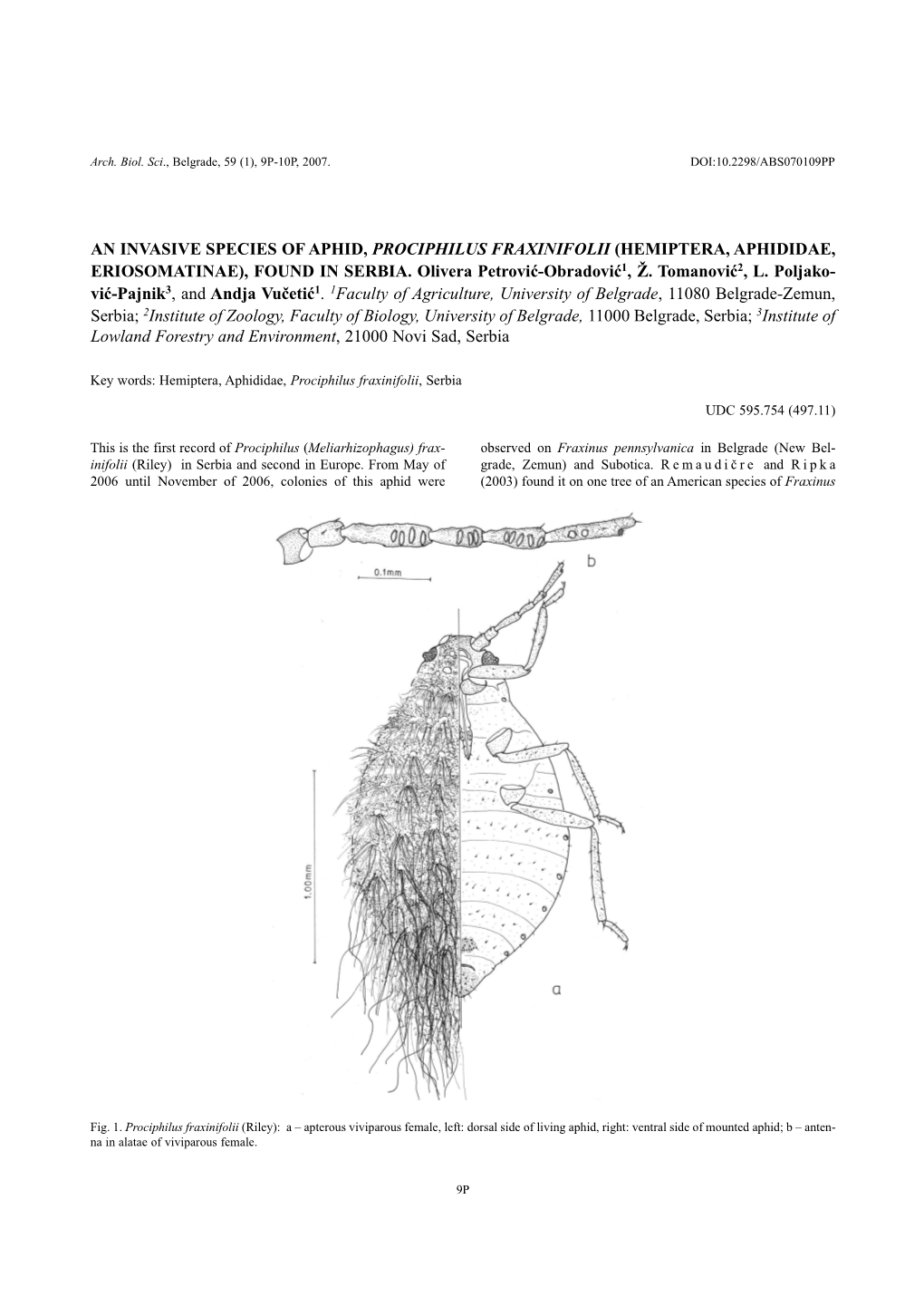 An Invasive Species of Aphid, Prociphilus Fraxinifolii (Hemiptera, Aphididae, Eriosomatinae), Found in Serbia