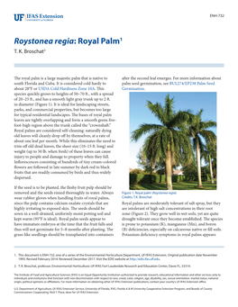 Roystonea Regia: Royal Palm1 T