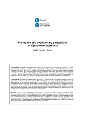Phylogeny and Evolutionary Perspective of Opisthokonta Protists