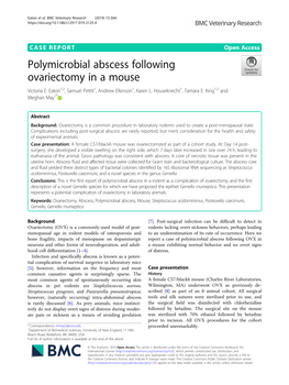 Polymicrobial Abscess Following Ovariectomy in a Mouse Victoria E