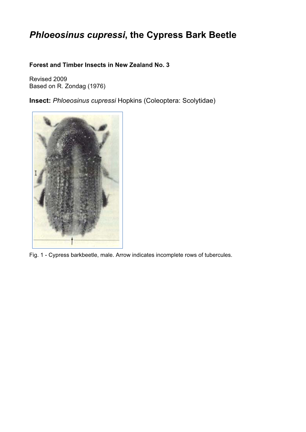 Phloeosinus Cupressi, the Cypress Bark Beetle