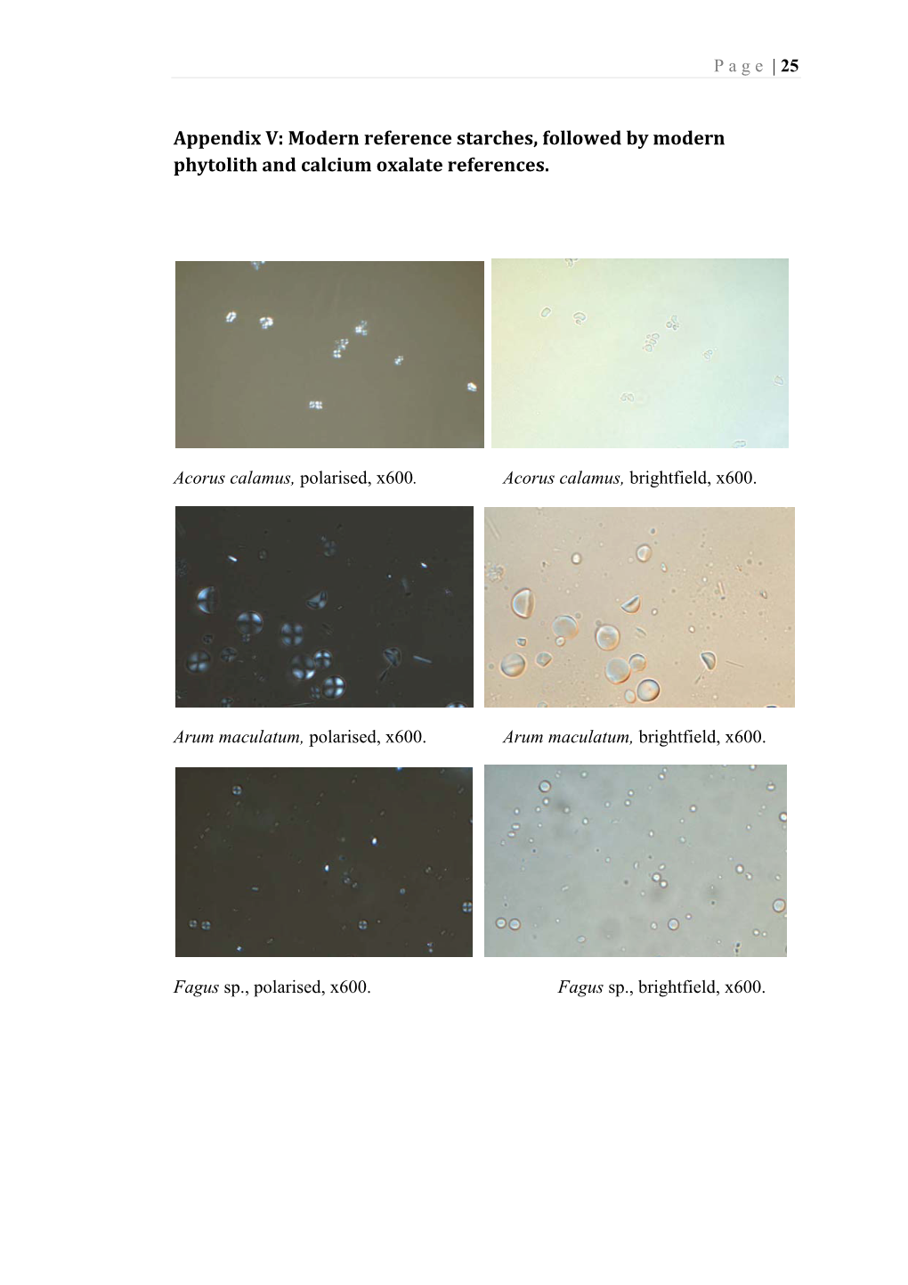 Appendix V: Modern Reference Starches, Followed by Modern Phytolith and Calcium Oxalate References