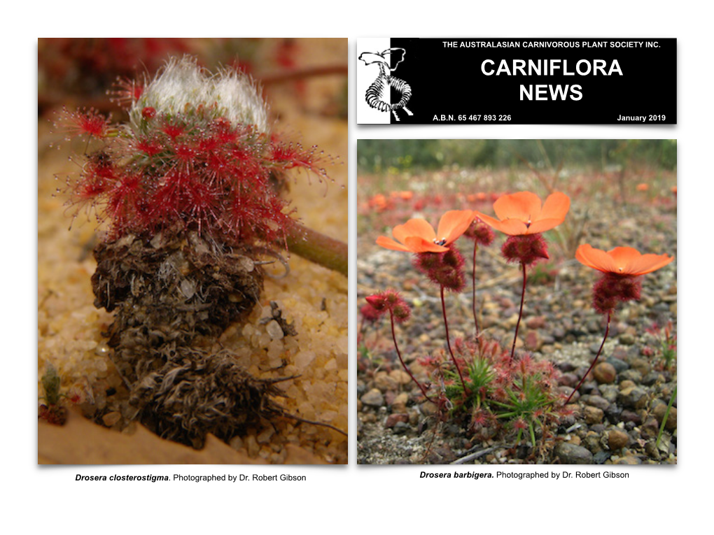 Carniflora News