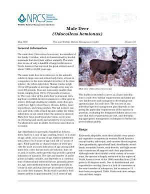 Mule Deer (Odocoileus Hemionus)