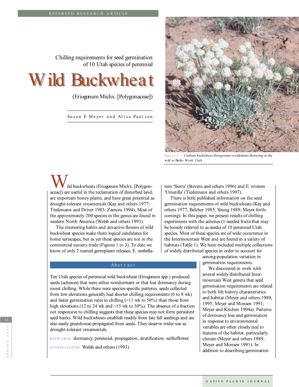 Wild Buckwheatbuckwheat (Eriogonum Michx