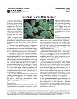 Perennial Peanut Groundcover