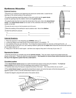 Earthworm Dissection External Anatomy Examine Your Earthworm and Determine the Dorsal and Ventral Sides