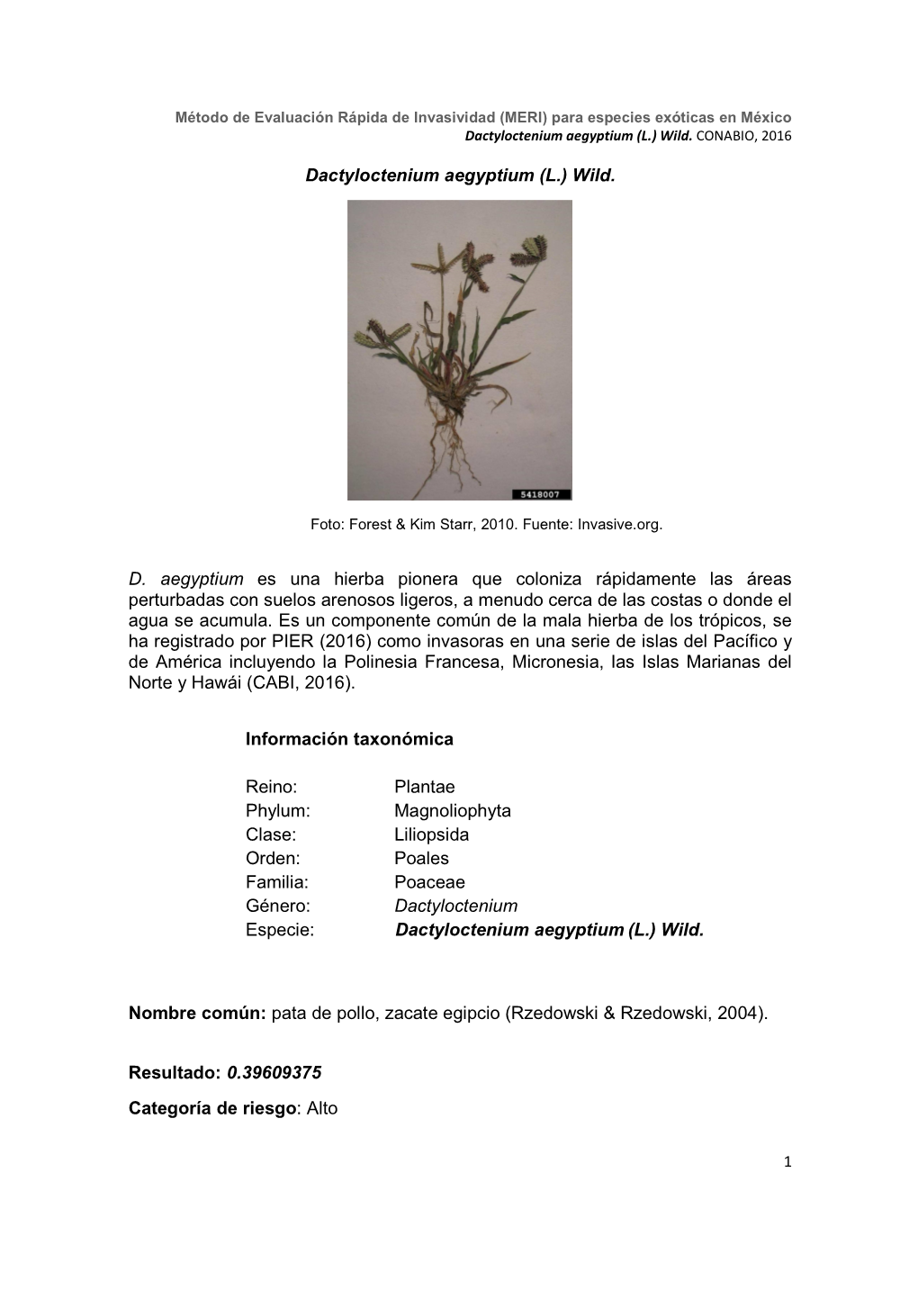 Dactyloctenium Aegyptium (L.) Wild
