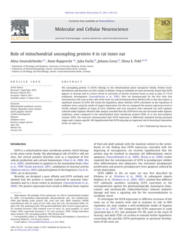 Role of Mitochondrial Uncoupling Protein 4 in Rat Inner Ear