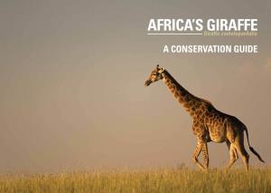 Africa's Giraffe