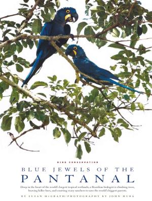 Blue Jewels of the Pantanal