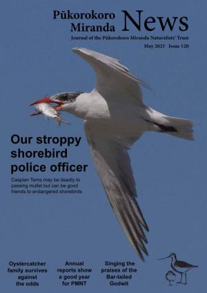 Pūkorokoro Miranda News Our Stroppy Shorebird Police Officer